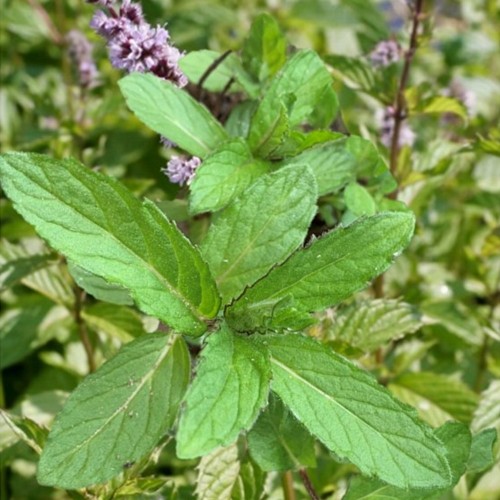 Mentha x piperita 'Citrata Swiss' - Piparmünt 'Citrata Swiss'